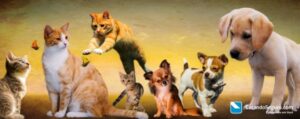 Plano de Saúde para Animais